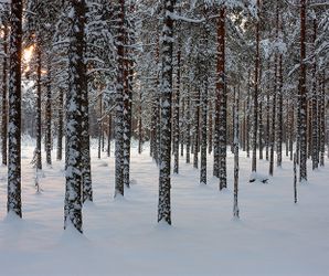 vinter i skogen 620x520